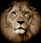 Lion Portrait Wall Mural