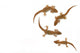 Four lizards Wall Decal