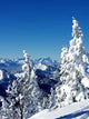 Wintertraum Wall Decal Design 2