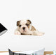 chiot bouledogue anglais Wall Decal