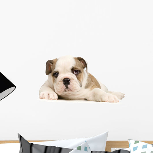 chiot bouledogue anglais Wall Decal