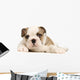 chiot bouledogue anglais Wall Decal