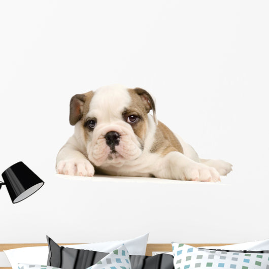 chiot bouledogue anglais Wall Decal