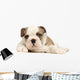 chiot bouledogue anglais Wall Decal