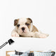 chiot bouledogue anglais Wall Decal