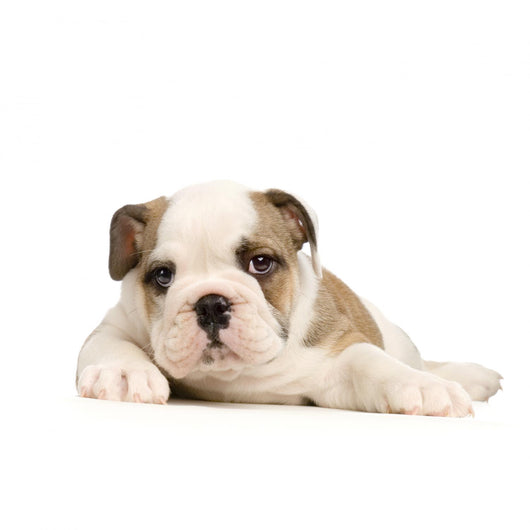 chiot bouledogue anglais Wall Decal