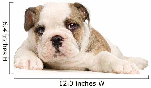 chiot bouledogue anglais Wall Decal