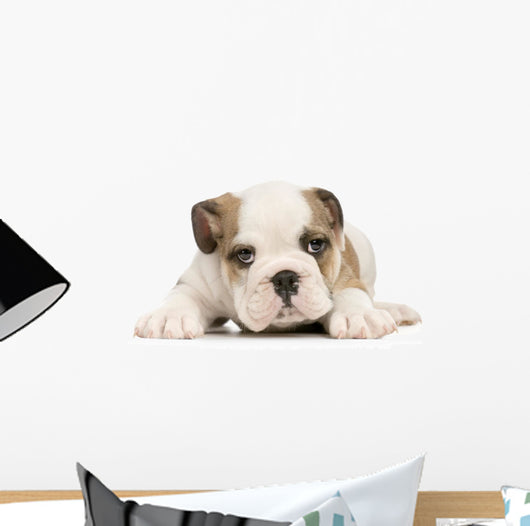 Puppy English Bulldog Wall Decal