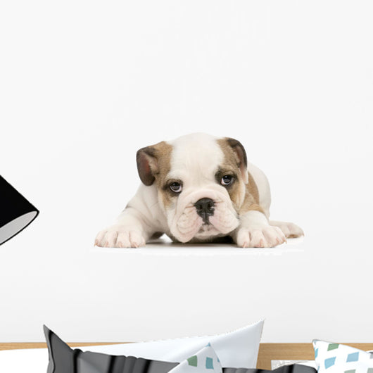 Puppy English Bulldog Wall Decal