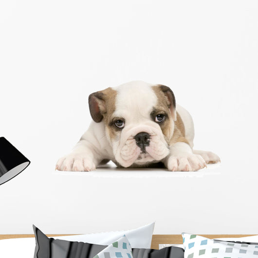 Puppy English Bulldog Wall Decal