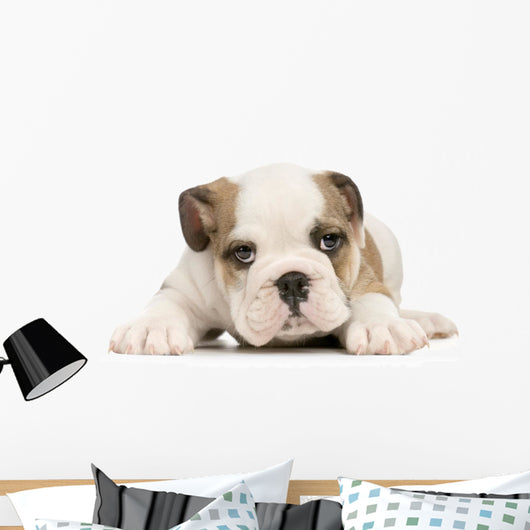 Puppy English Bulldog Wall Decal