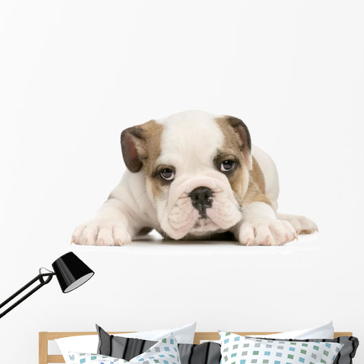 Puppy English Bulldog Wall Decal