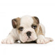 Puppy English Bulldog Wall Decal
