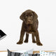 Chiot Labrador Devant One Fond Blanc Wall Decal