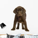 Chiot Labrador Devant One Fond Blanc Wall Decal