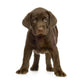 Chiot Labrador Devant One Fond Blanc Wall Decal