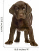 Chiot Labrador Devant One Fond Blanc Wall Decal