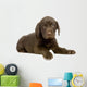 Chiot Labrador Devant Un Wall Decal