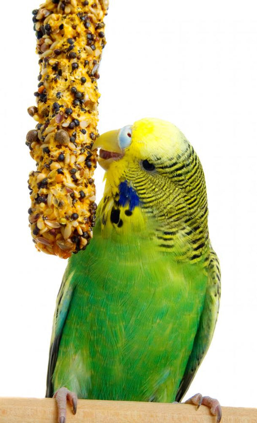 Budgerigar With Birdseed Wall Decal