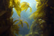 luscious green underwater kelp forest at catalian island, califo Wall Mural