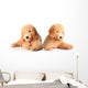 Golden Doodle Puppies Wall Decal