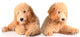Golden Doodle Puppies Wall Decal
