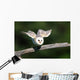 Barn Owl Take-off