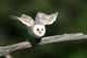 Barn Owl Take-off