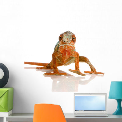 Chameleon Furcifer Pardalis Wall Decal shown on a wall