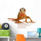 Chameleon Furcifer pardalis Wall Decal