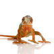 Chameleon Furcifer pardalis Wall Decal