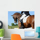 Dressage
