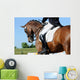 Dressage
