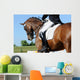 Dressage