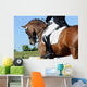 Dressage