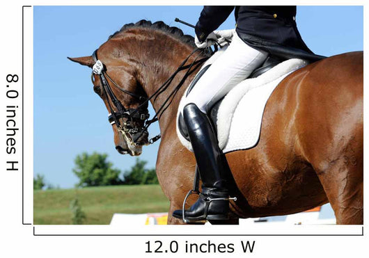 Dressage