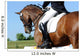 Dressage