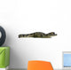 Caiman - Spectacled Caiman Crocodilus Wall Decal