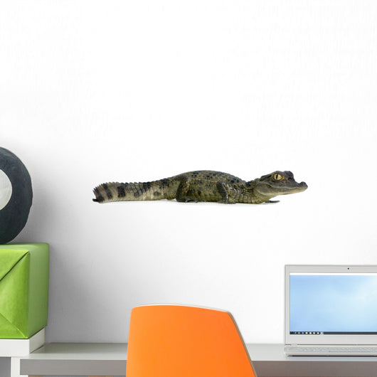 Caiman - Spectacled Caiman Crocodilus Wall Decal