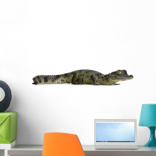 Caiman - Spectacled Caiman Crocodilus Wall Decal