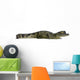 Caiman - Spectacled Caiman Crocodilus Wall Decal