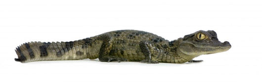 Caiman - Spectacled Caiman Crocodilus Wall Decal