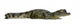 Caiman - Spectacled Caiman Crocodilus Wall Decal