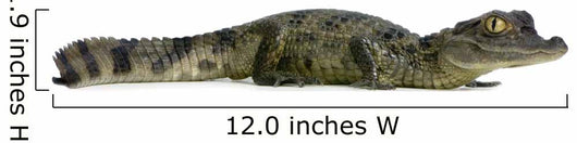 Caiman - Spectacled Caiman Crocodilus Wall Decal
