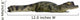 Caiman - Spectacled Caiman Crocodilus Wall Decal