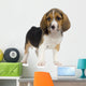 Puppy Beagles Wall Decal
