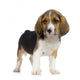 Puppy Beagles Wall Decal