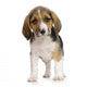 Chiot Beagles Wall Decal
