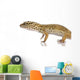 Young Leopard gecko - Eublepharis macularius Wall Decal