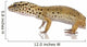 Young Leopard gecko - Eublepharis macularius Wall Decal